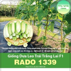 Dưa leo trắng 1339