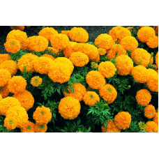 Hoa vạn thọ cao lỡ vàng cam 957